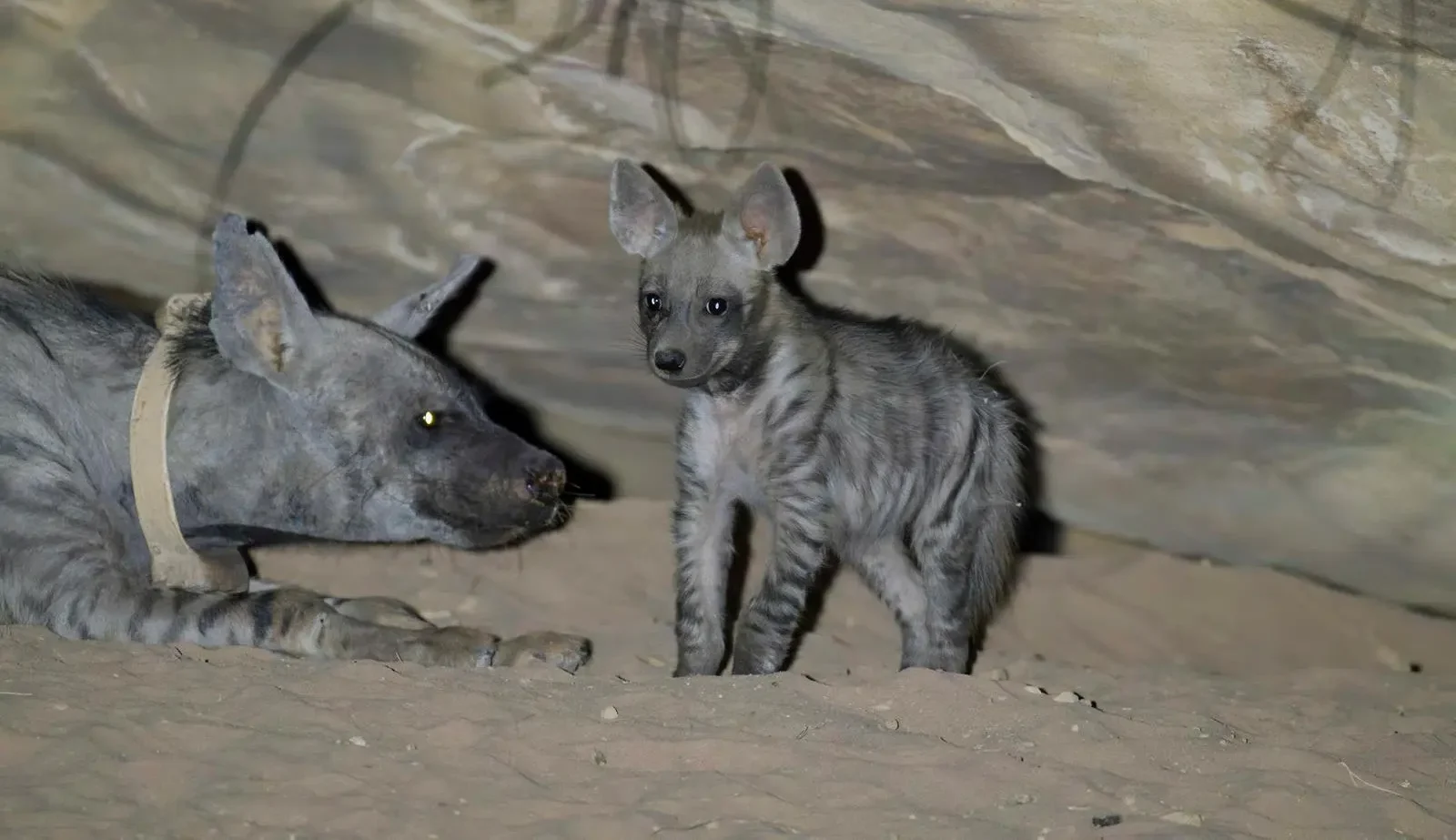 Meet Neom’s Newest Wild Resident: The Striped Hyena Cub