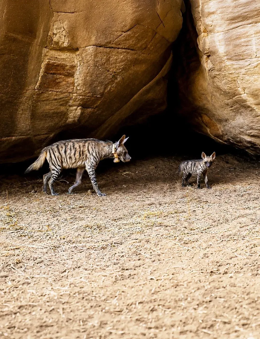 The Striped Hyena Cub (Source: SPA)
