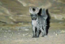 Meet Neom’s Newest Wild Resident: The Striped Hyena Cub