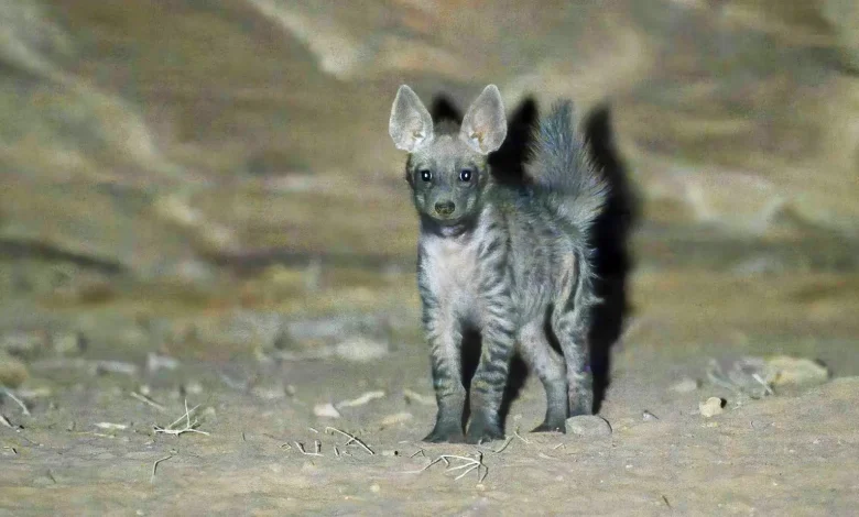 Meet Neom’s Newest Wild Resident: The Striped Hyena Cub