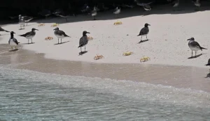 Farasan Islands (Source: SPA)