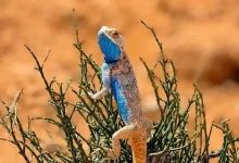 Take a Look at the Chameleon: A Tiny Marvel of the Saudi Wild