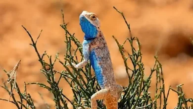 Take a Look at the Chameleon: A Tiny Marvel of the Saudi Wild