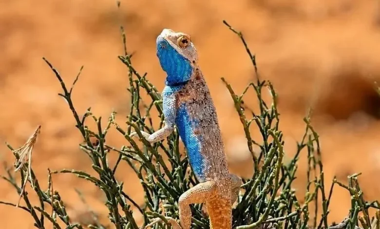 Take a Look at the Chameleon: A Tiny Marvel of the Saudi Wild