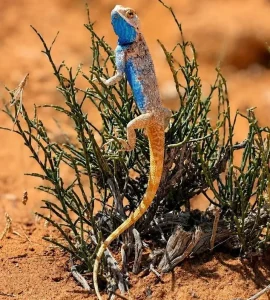 Take a Look at the Chameleon: A Tiny Marvel of the Saudi Wild