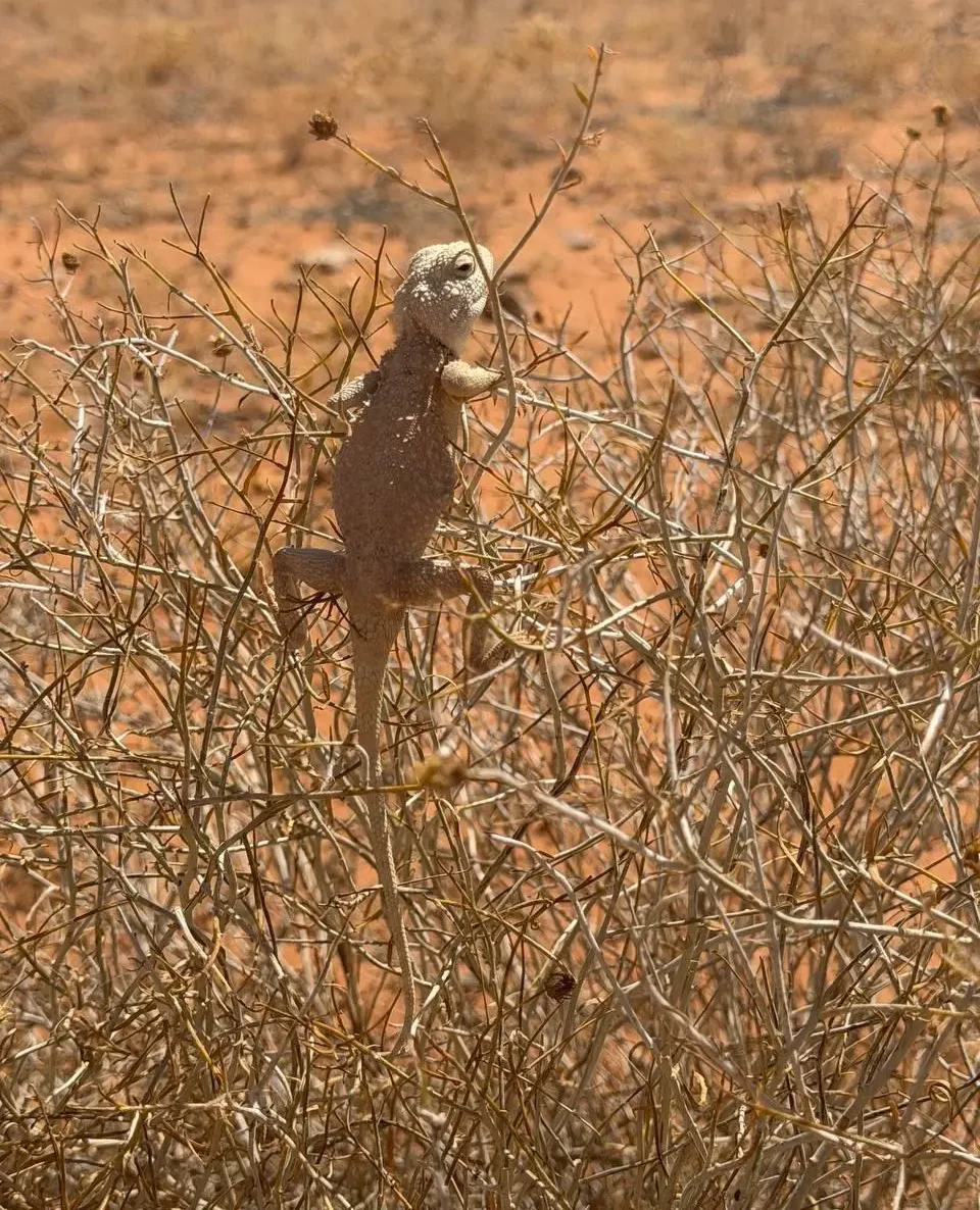 The chameleon reflects the richness of Saudi Arabia’s natural environments. (Source: SPA)