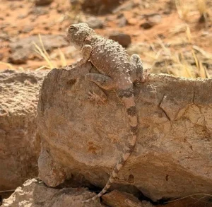 The chameleon reflects the richness of Saudi Arabia’s natural environments. (Source: SPA)