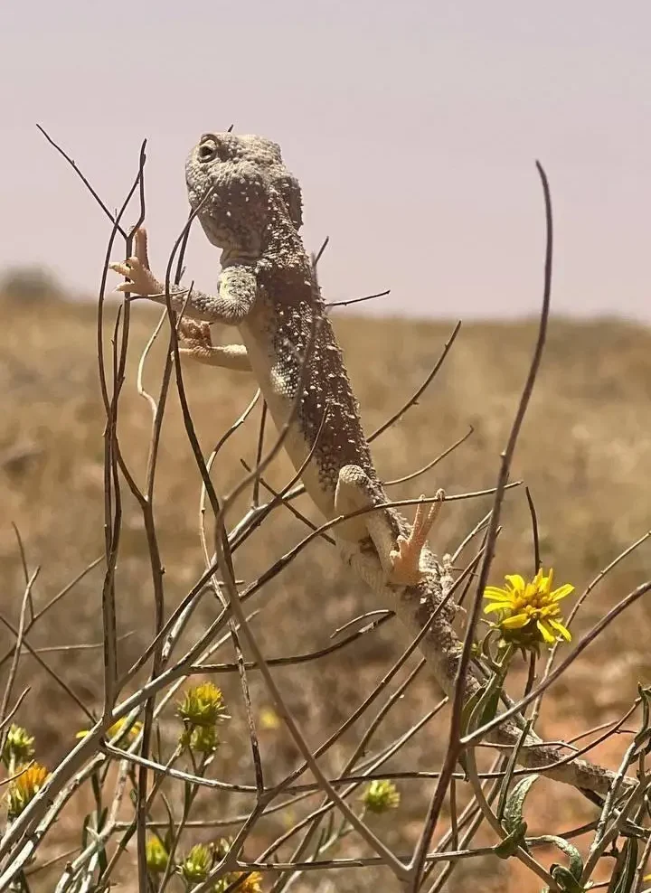 Take a Look at the Chameleon: A Tiny Marvel of the Saudi Wild