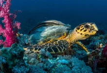 The Four Sisters: A Red Sea Refuge for Sea Turtles
