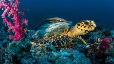 The Four Sisters: A Red Sea Refuge for Sea Turtles