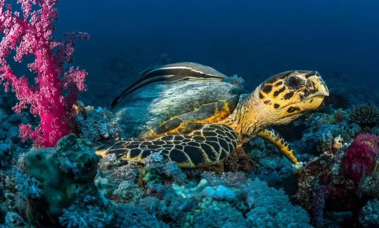 The Four Sisters: A Red Sea Refuge for Sea Turtles
