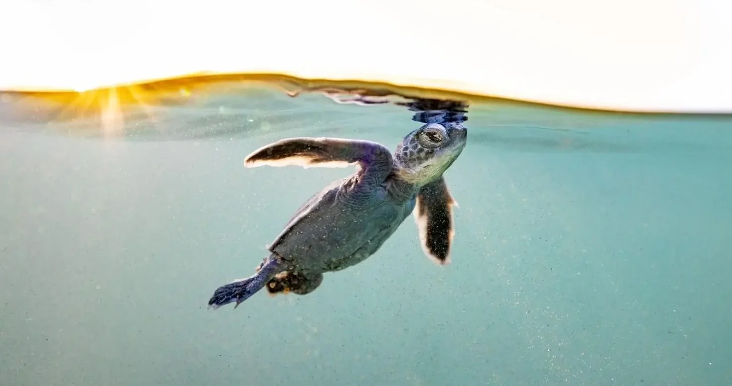 Sea turtles (Photo: SPA)