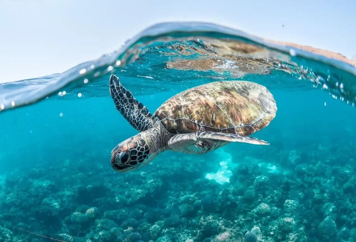 The Four Sisters: A Red Sea Refuge for Sea Turtles