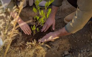 Green Ambitions: How Saudi Arabia Leads the Way for a Climate-Resilient Middle East