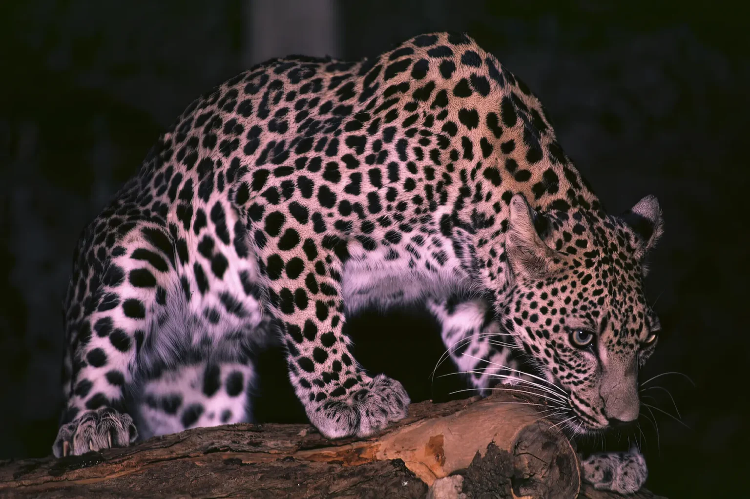 Arabian Leopard: Inside Saudi Arabia’s Race to Save Its Rarest Predator