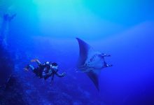 Step Off the Sand: Dive into Saudi Arabia's Marine Adventures