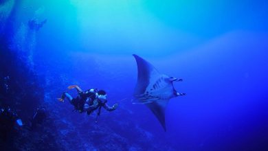 Step Off the Sand: Dive into Saudi Arabia's Marine Adventures