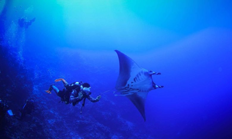 Step Off the Sand: Dive into Saudi Arabia's Marine Adventures
