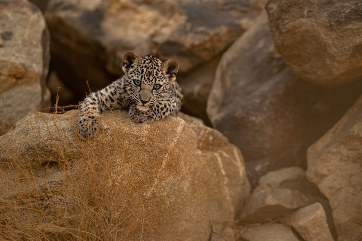 Arabian Leopard: Inside Saudi Arabia’s Race to Save Its Rarest Predator