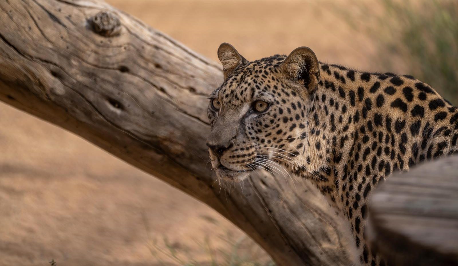 The Arabian Leopard