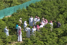 Saudi