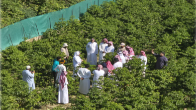 Saudi