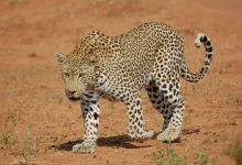 Arabian Leopard: Inside Saudi Arabia’s Race to Save Its Rarest Predator
