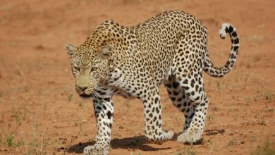 Arabian Leopard: Inside Saudi Arabia’s Race to Save Its Rarest Predator