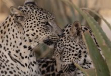 Saudi, Smithsonian Partner to Secure the Arabian Leopard’s Future