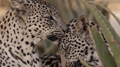 Saudi, Smithsonian Partner to Secure the Arabian Leopard’s Future