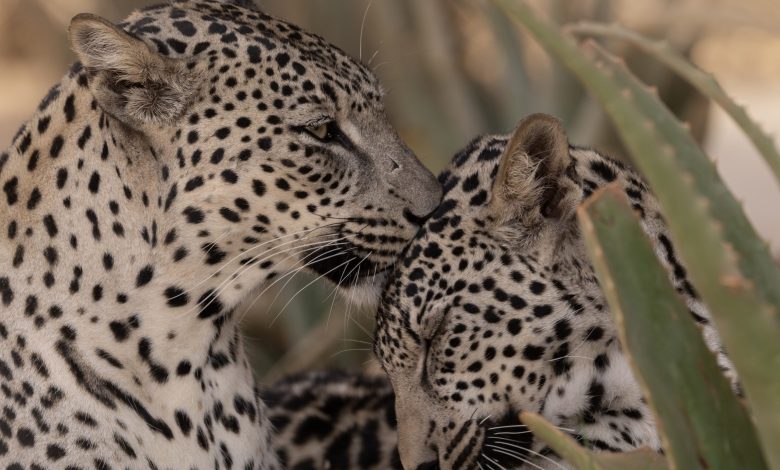 Saudi, Smithsonian Partner to Secure the Arabian Leopard’s Future