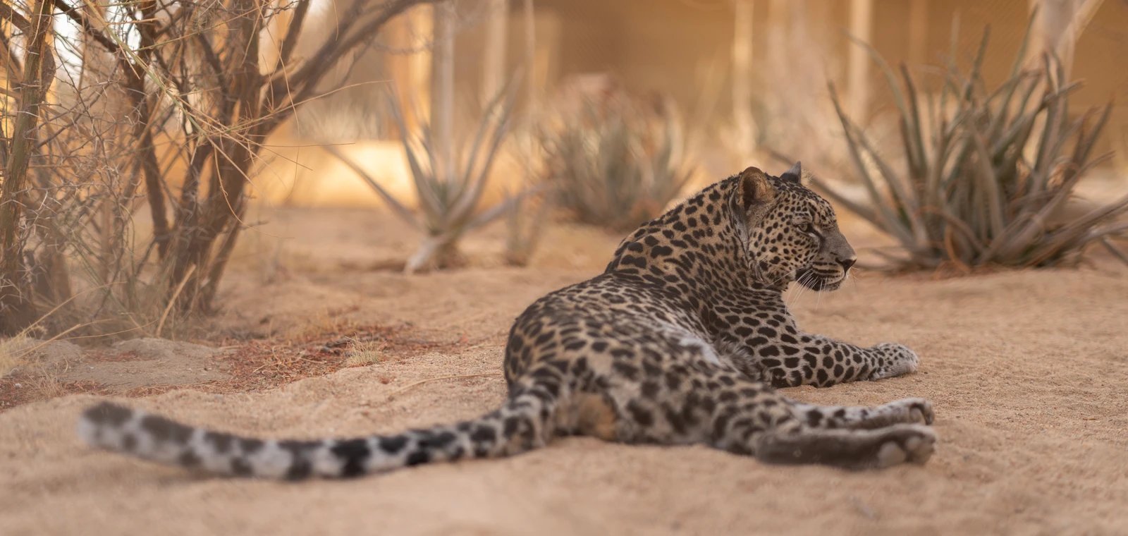 Saudi, Smithsonian Partner to Secure the Arabian Leopard’s Future