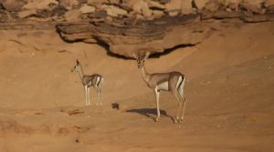 Nature Meets Luxury: AlUla Sets a Global Benchmark for Regenerative Tourism