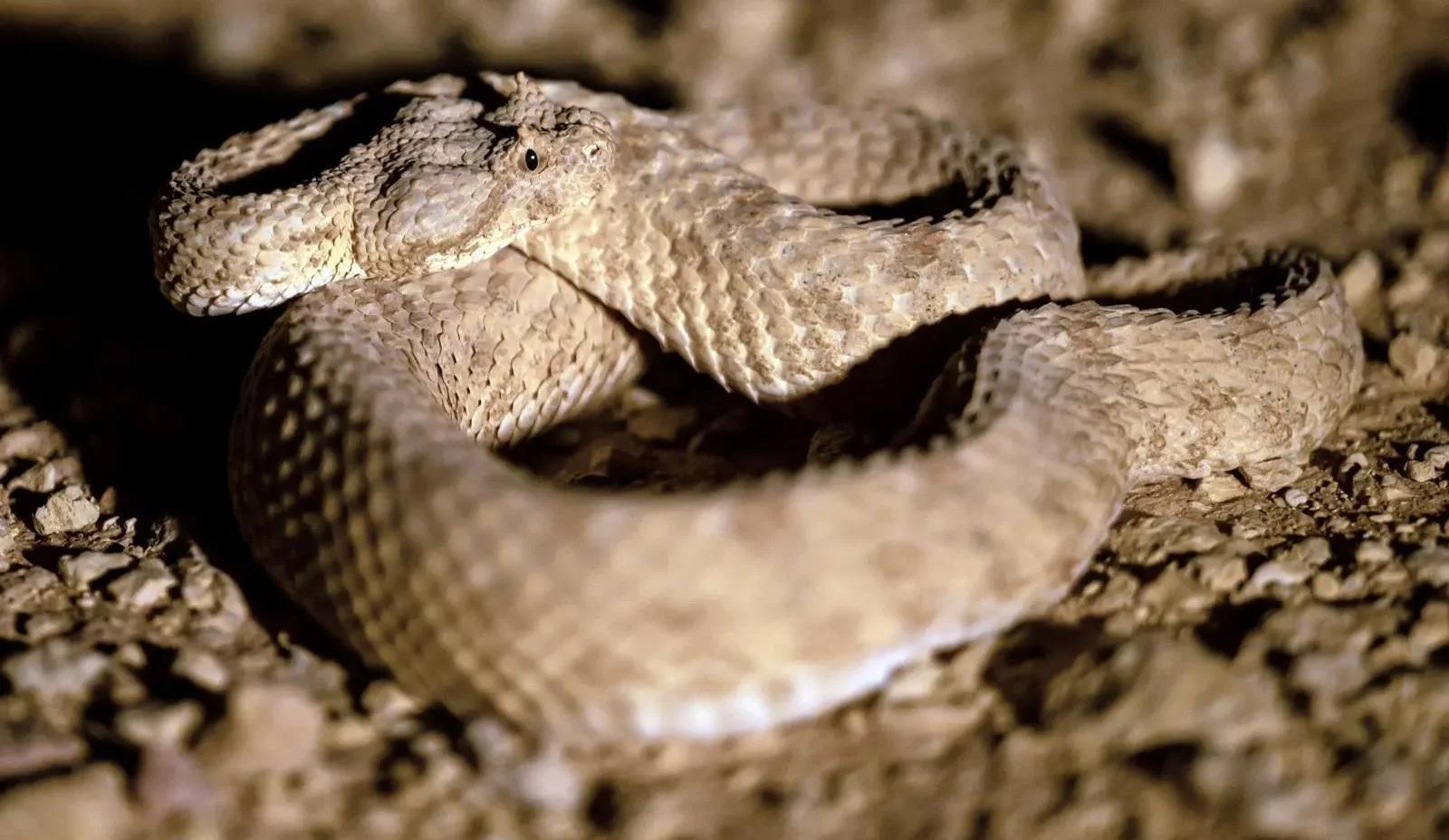Can You Spot Saudi Arabia’s Horned Viper Before It Spots You?