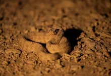 Can You Spot Saudi Arabia’s Horned Viper Before It Spots You?