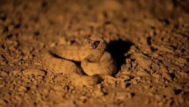 Can You Spot Saudi Arabia’s Horned Viper Before It Spots You?
