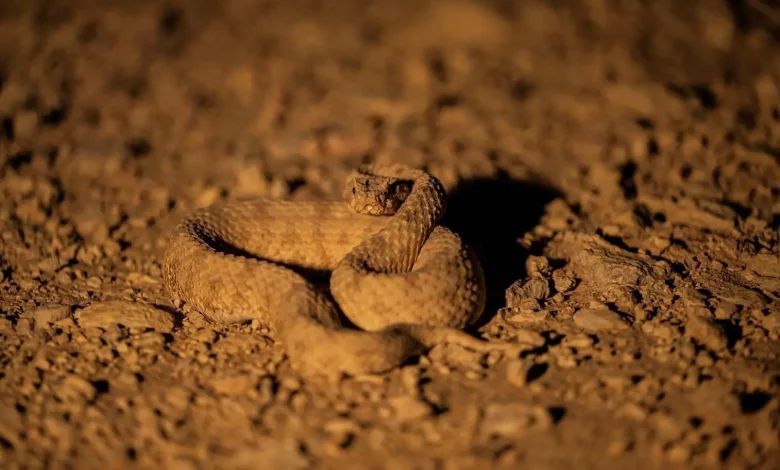 Can You Spot Saudi Arabia’s Horned Viper Before It Spots You?
