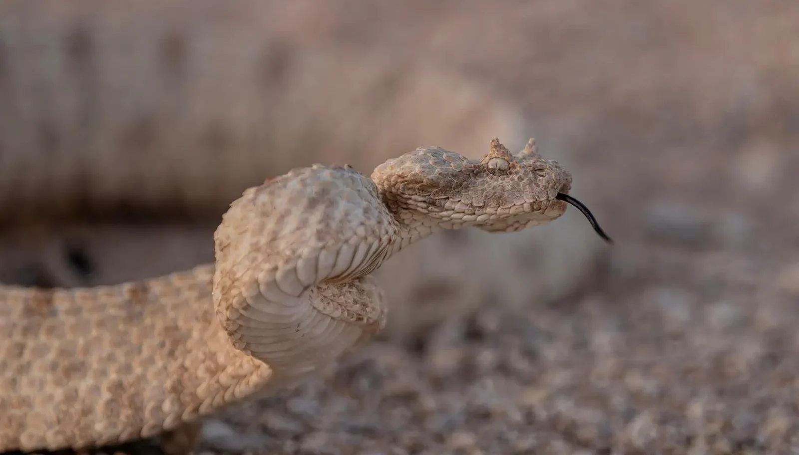 Field’s horned viper (Photo: SPA)