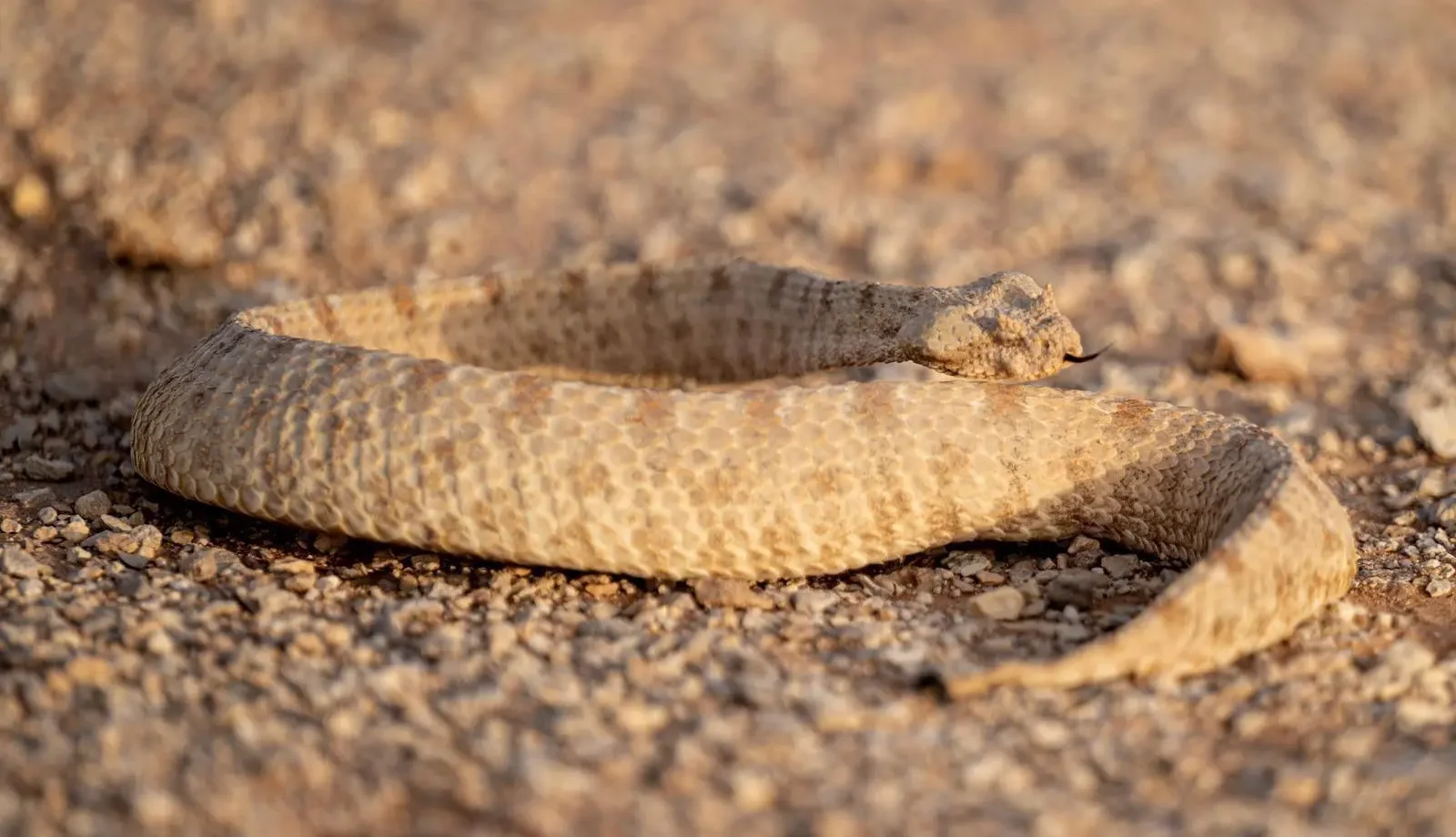Field’s horned viper (Photo: SPA)