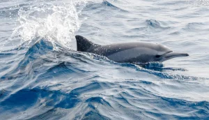 Meet the Red Sea’s Dolphins: Wild, Graceful, and Worth Protecting