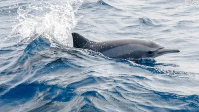 Meet the Red Sea’s Dolphins: Wild, Graceful, and Worth Protecting