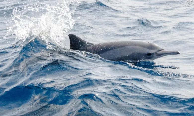 Meet the Red Sea’s Dolphins: Wild, Graceful, and Worth Protecting