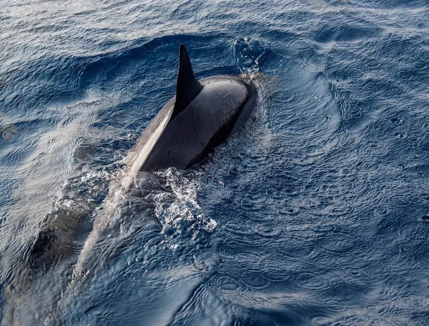 Red Sea Dolphins