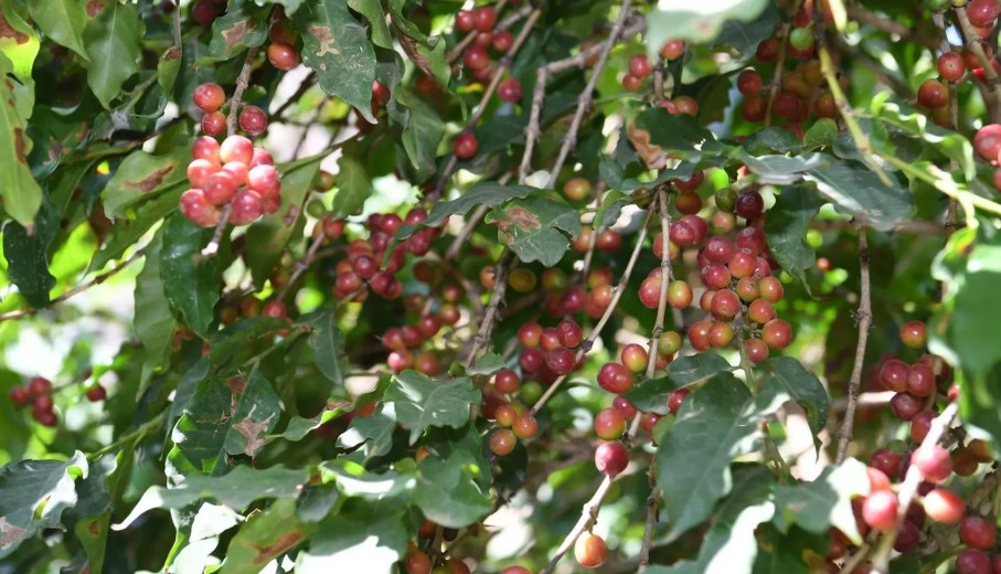 The Southern Food Basket: How Jazan Drives Saudi Arabia’s Self-Sufficiency