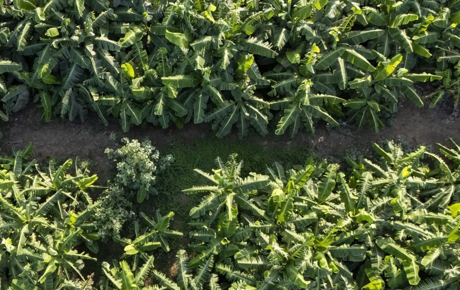 The Southern Food Basket: How Jazan Drives Saudi Arabia’s Self-Sufficiency