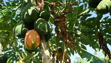 The Southern Food Basket: How Jazan Drives Saudi Arabia’s Self-Sufficiency