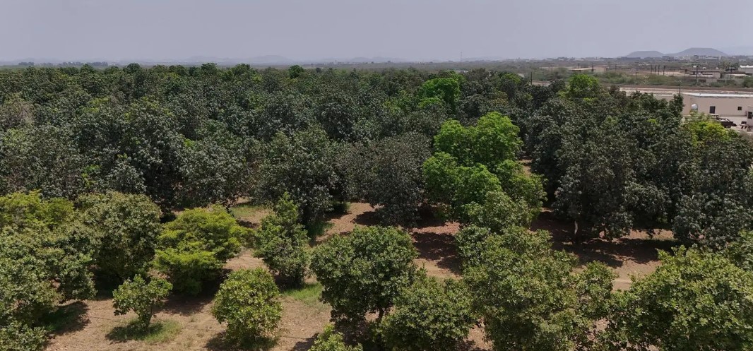 How Jazan Drives Saudi Arabia’s Self-Sufficiency