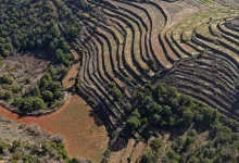 Mountain Roots: The Rise of Asir’s Mountain Coffee Economy