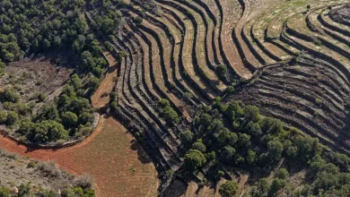 Mountain Roots: The Rise of Asir’s Mountain Coffee Economy