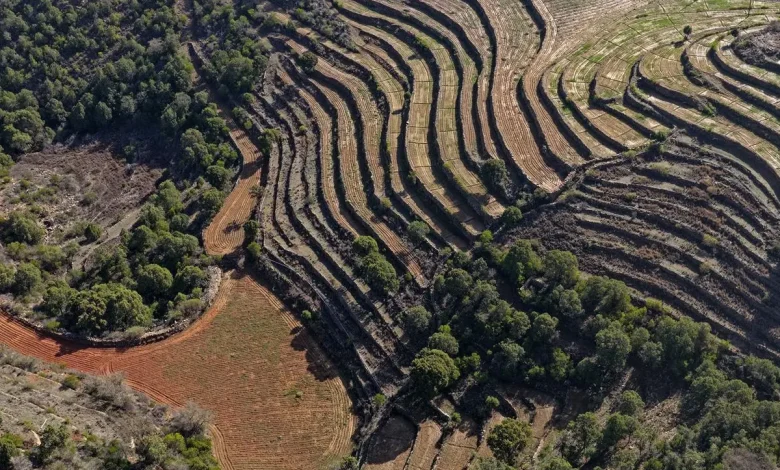 Mountain Roots: The Rise of Asir’s Mountain Coffee Economy